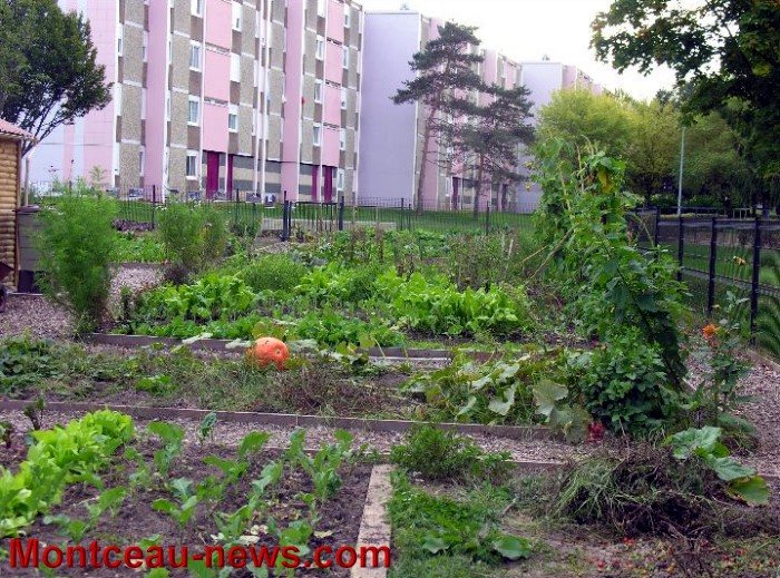 jardin partagee 2609138