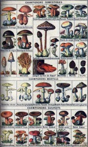 Ne consommez jamais un champignon dont l’identification n’est pas certaine !