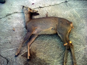 Chasse