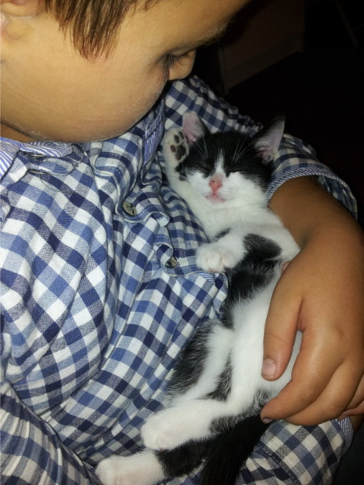 chat perdu 2511133