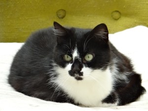 Du côté des «Cat Patt»