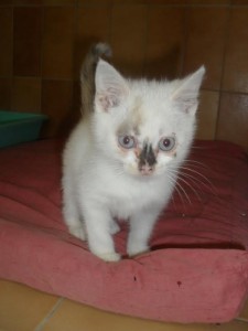 Du côté des «Cat Patt»