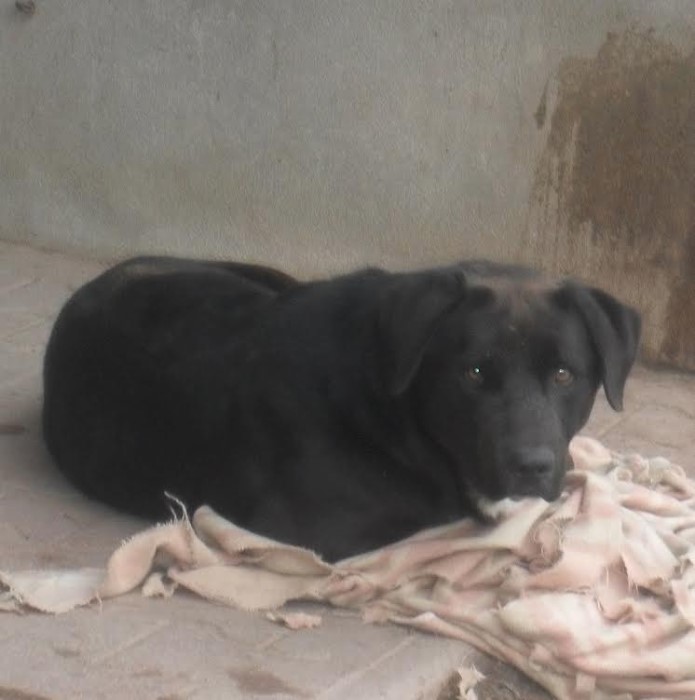 spa 4 pattes 0912133