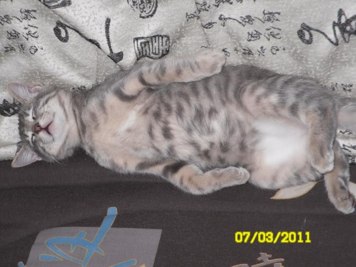 chat perdu 0201142