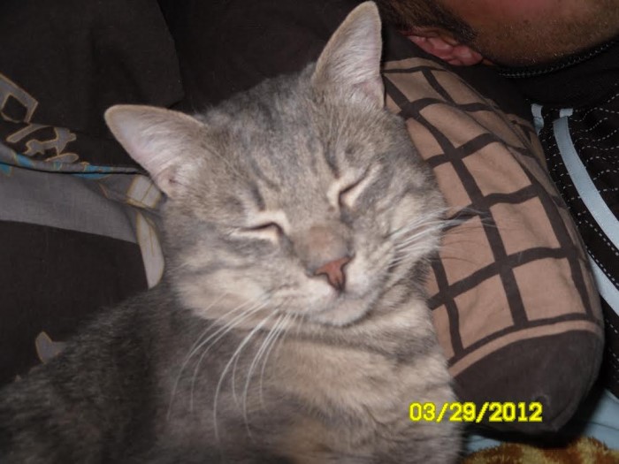 chat perdu 0201143