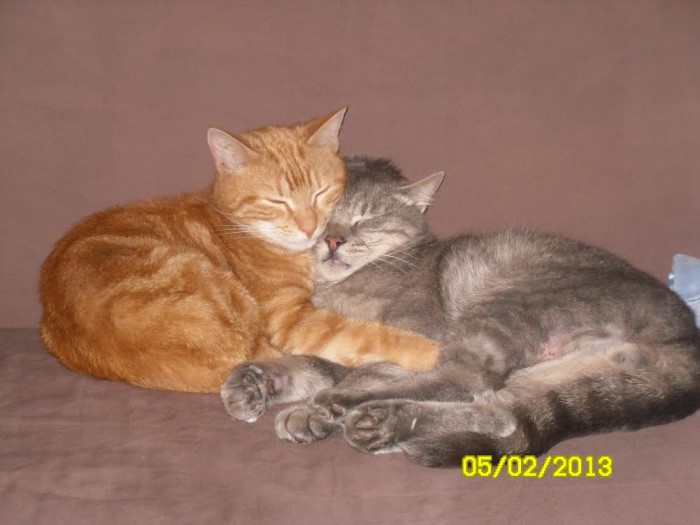 chat perdu 0201144