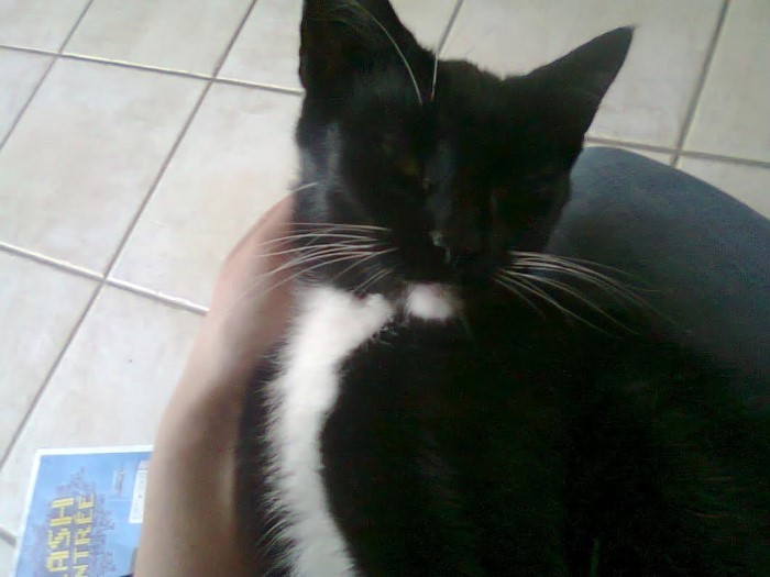 chat perdu 2001142