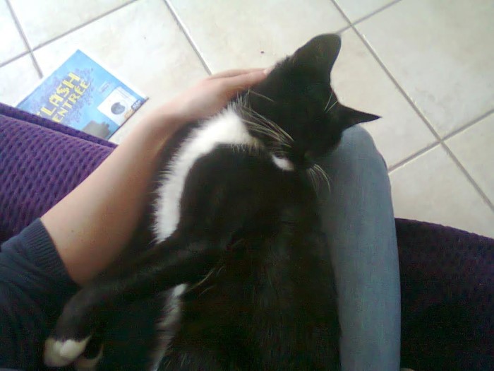 chat perdu 2001143