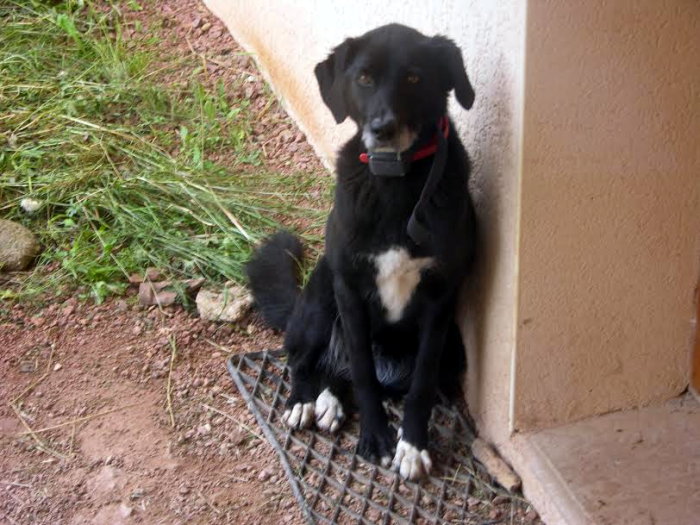 chien perdu 2101142