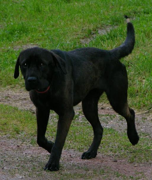 chien perdu 2101143