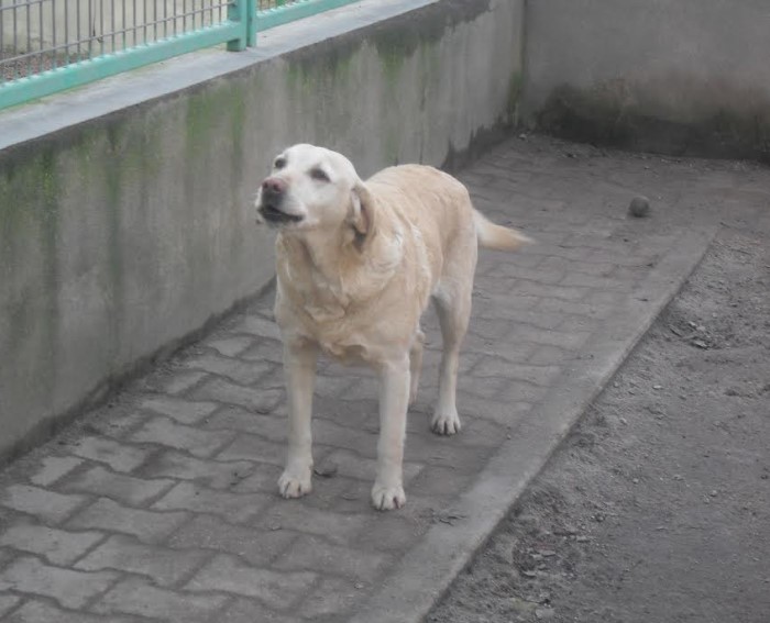 spa 4 pattes 0101144