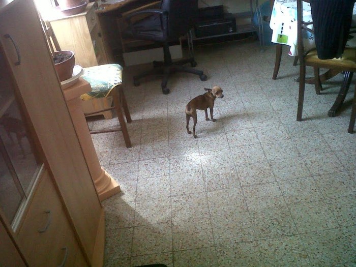 chien perdu 2402142