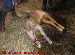 Naissance à la ferme !