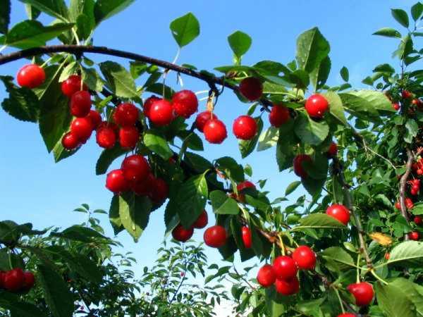arbre fruitier