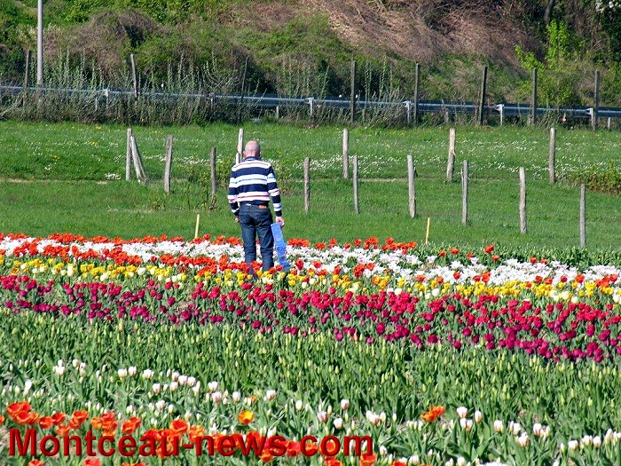 TEULIPES 11 04 148