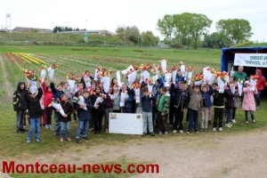 Opération « Tulipes contre le cancer » (Montceau-les-Mines)