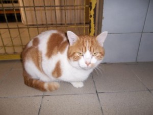 Du côté des «Cat Patt»