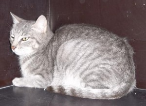 « Je recherche mon maître »