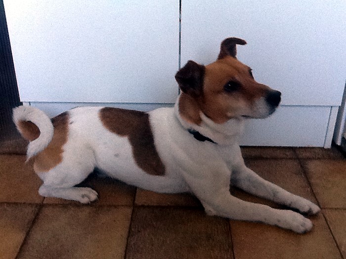 CHIEN 10 05 14