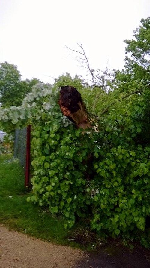 arbre 13 05 14