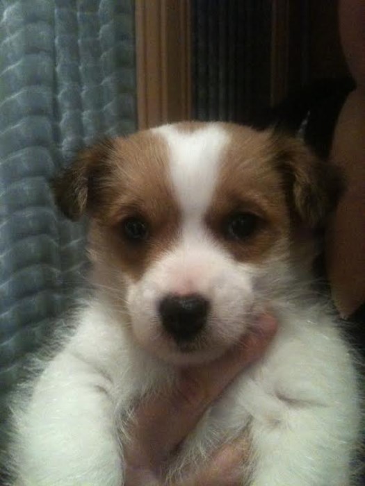 chiot trouve 020514