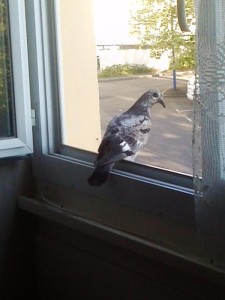 Insolite
