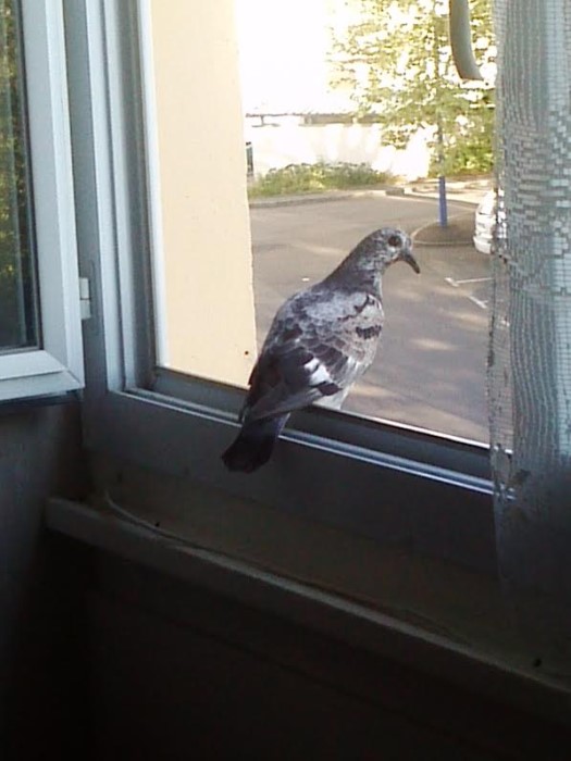 pigeon 0805142