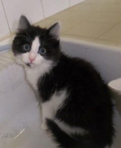 Du côté des «Cat Patt»