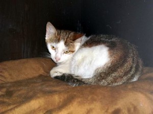 « Je recherche mon maître »