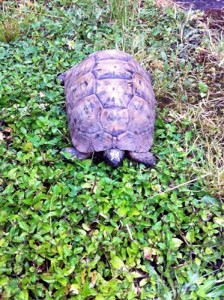 Insolite (Bassin minier)