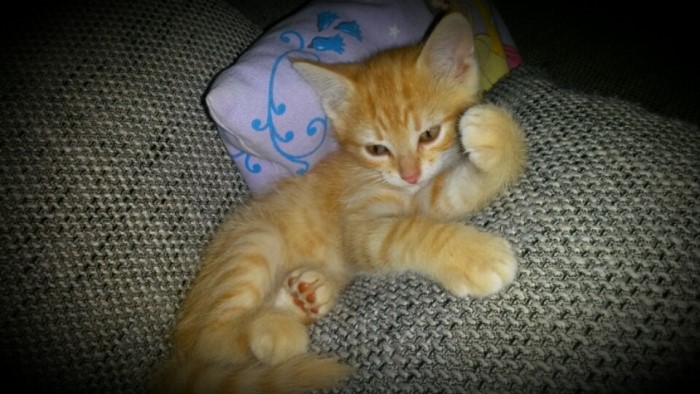 chat perdu 2706142