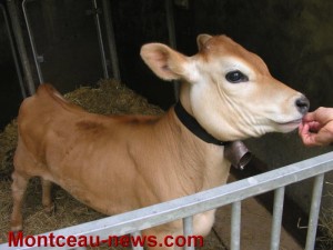 En avant première du marché des producteurs (Génelard)
