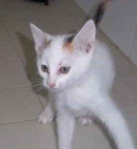 Du côté des «Cat Patt»