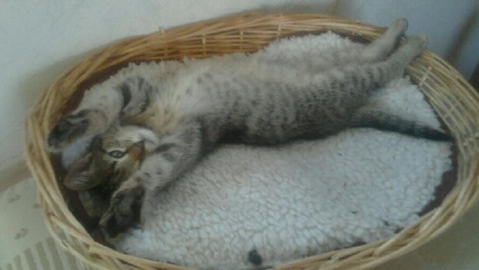 chat perdu 0507142