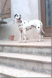 Chien trouvé à Charmoy