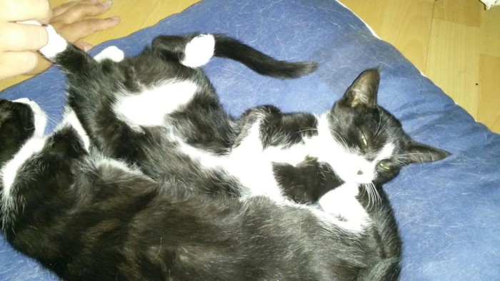 donne chat 1007142