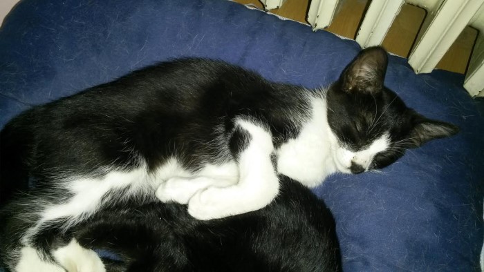 donne chat 1007143