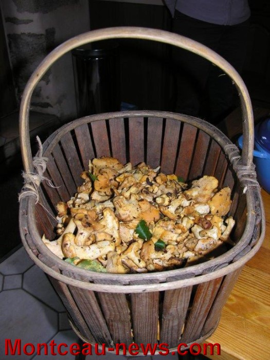 girolles 1207144
