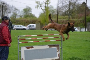 Club Éducation et Sport Canin Montcellien