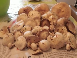 Mycologie