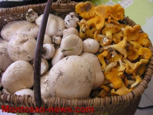 Mycologie