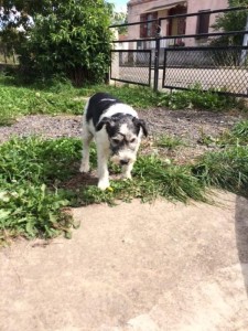 Chien trouvé à Montceau