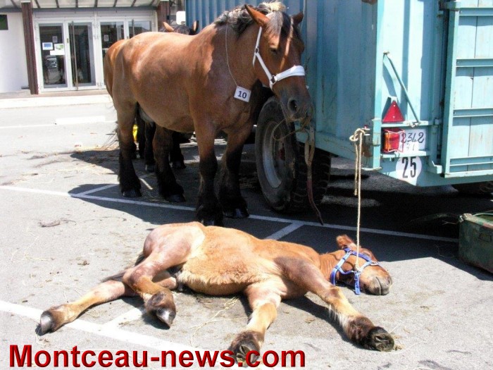 concours chevaux trait blanzy 09081414