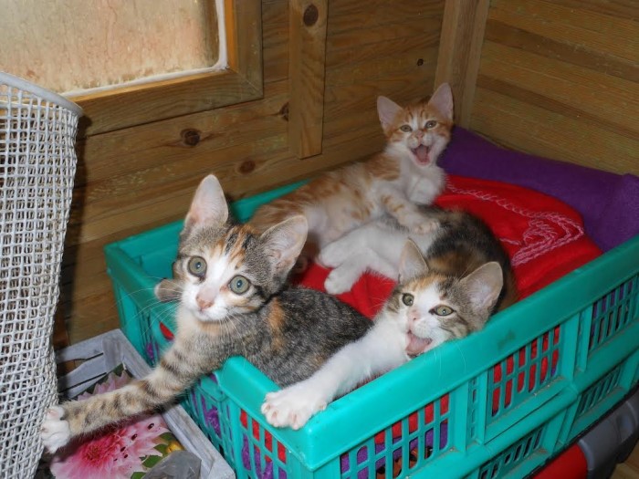 donne chat 0108143