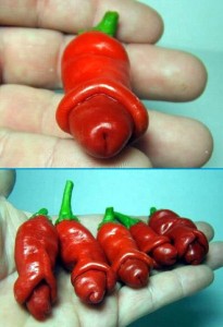 Insolite