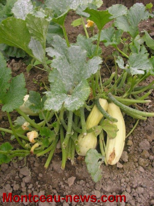jardin aout 23081411