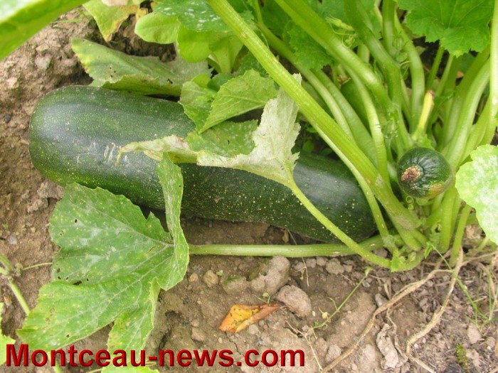 jardin aout 23081412