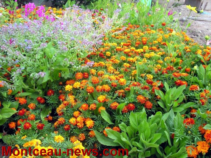 jardin aout 230814120