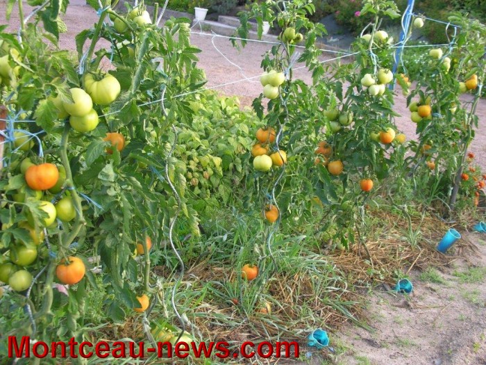 jardin aout 23081416