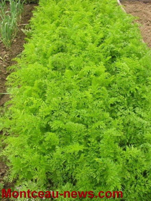 jardin aout 23081417